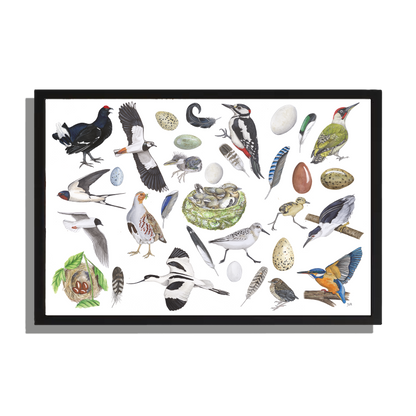 Ingelijst "Vogels, het leven van"