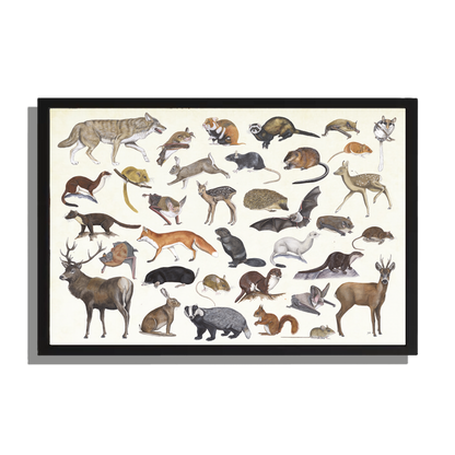 Ingelijst "Zoogdieren"