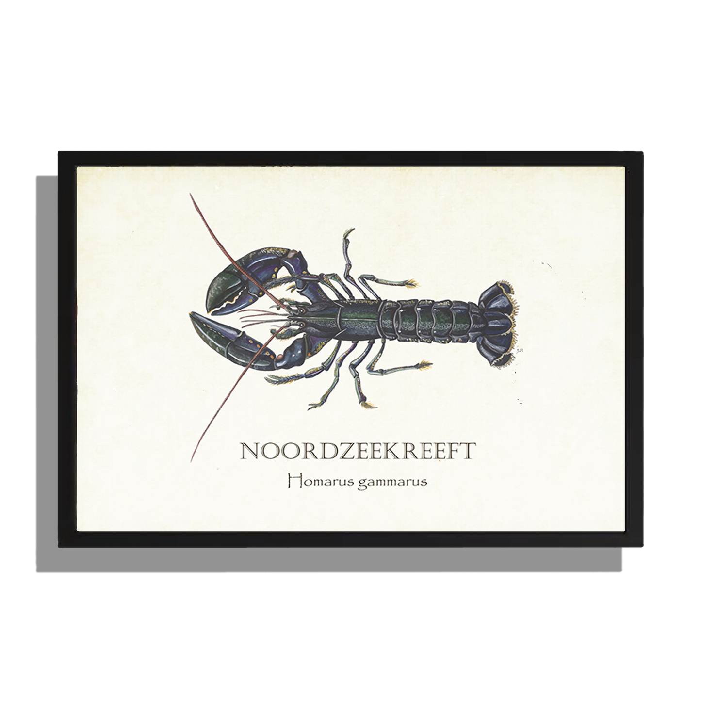 Ingelijst "Noordzeekreeft"