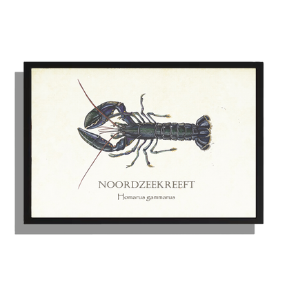 Ingelijst "Noordzeekreeft"