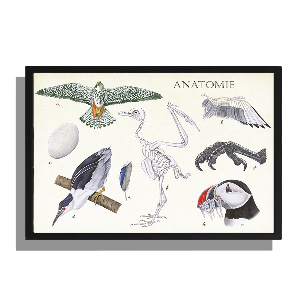 Ingelijst "Anatomie Birds"