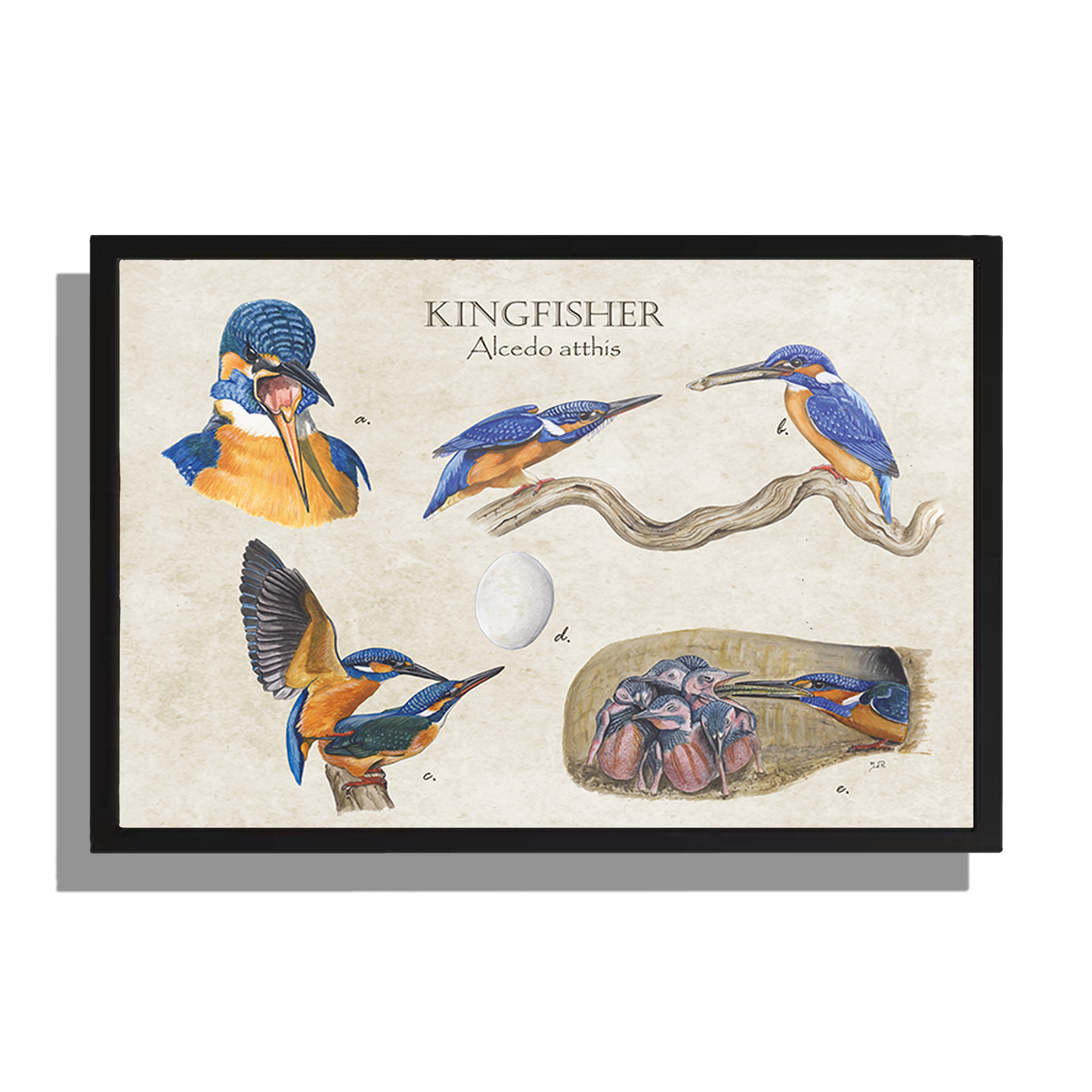 Ingelijst "Kingfisher"