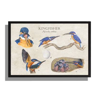 Ingelijst "Kingfisher"
