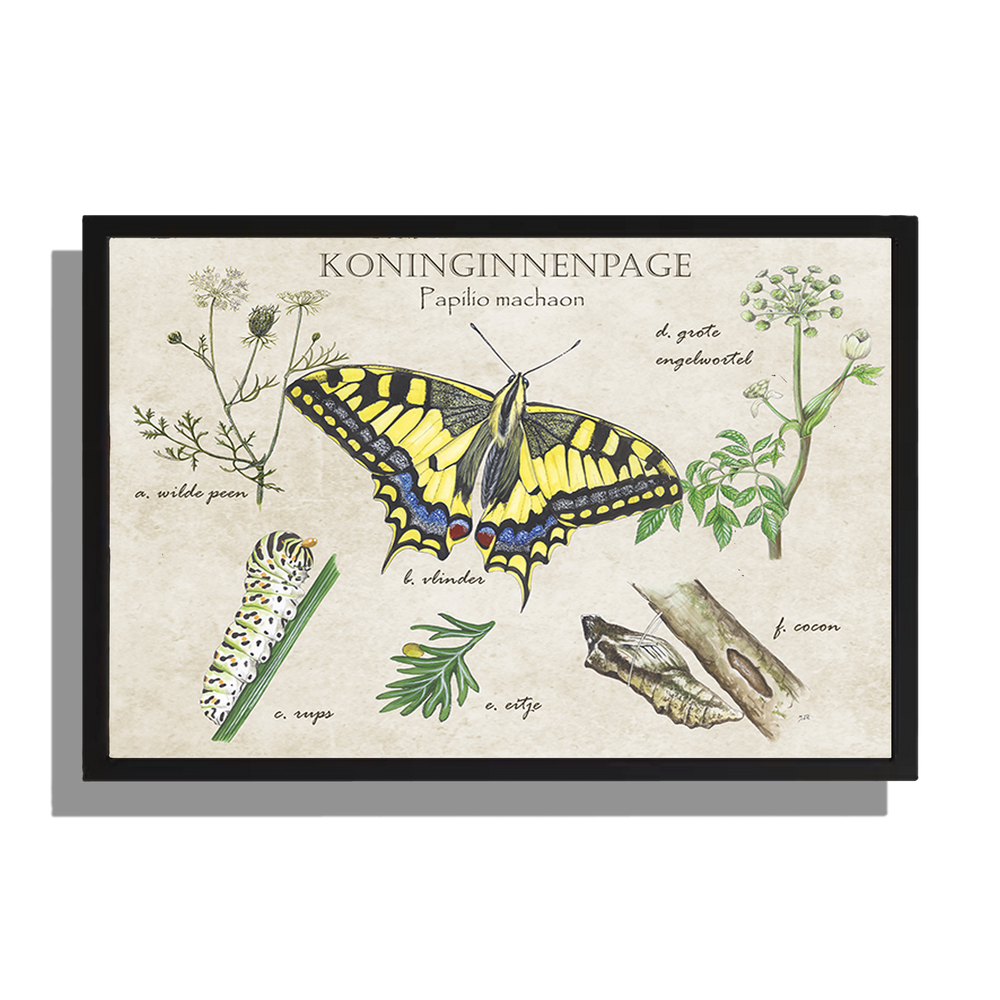 Ingelijst "Koninginnenpage, het leven van"