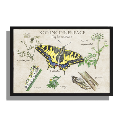Ingelijst "Koninginnenpage, het leven van"