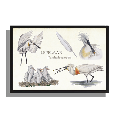 Wanddecoratie "Lepelaar, het leven van"