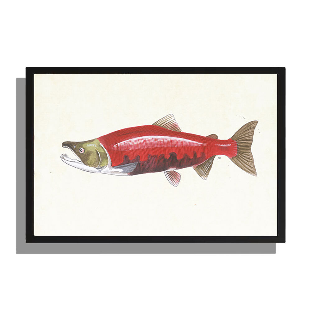 Ingelijst "Rode zalm"