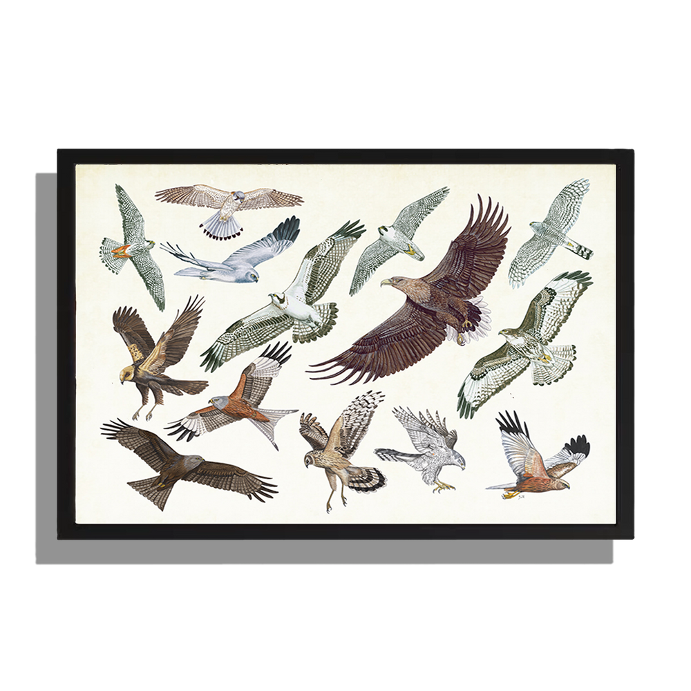 Ingelijst "Roofvogels in vlucht"