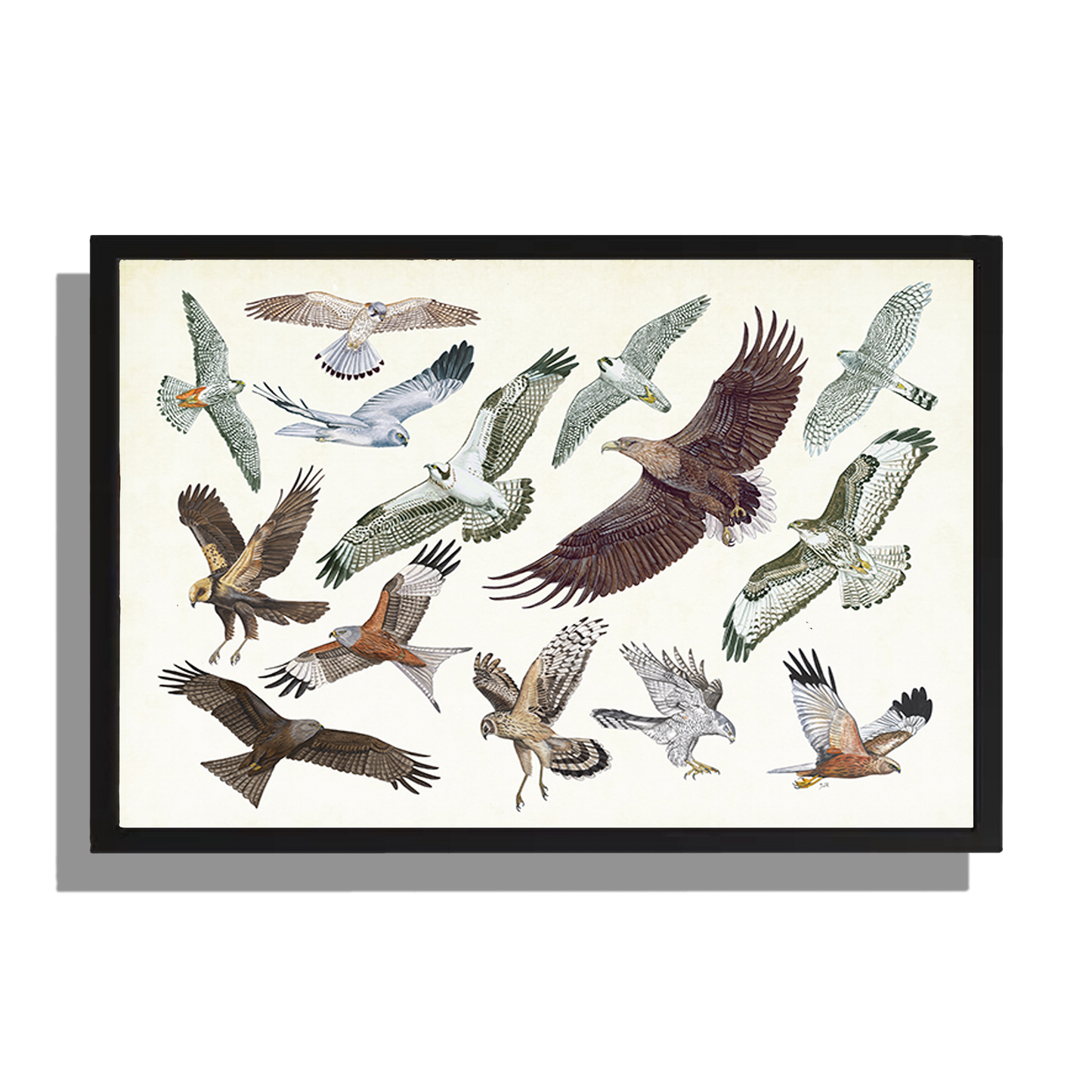 Ingelijst "Roofvogels in vlucht"