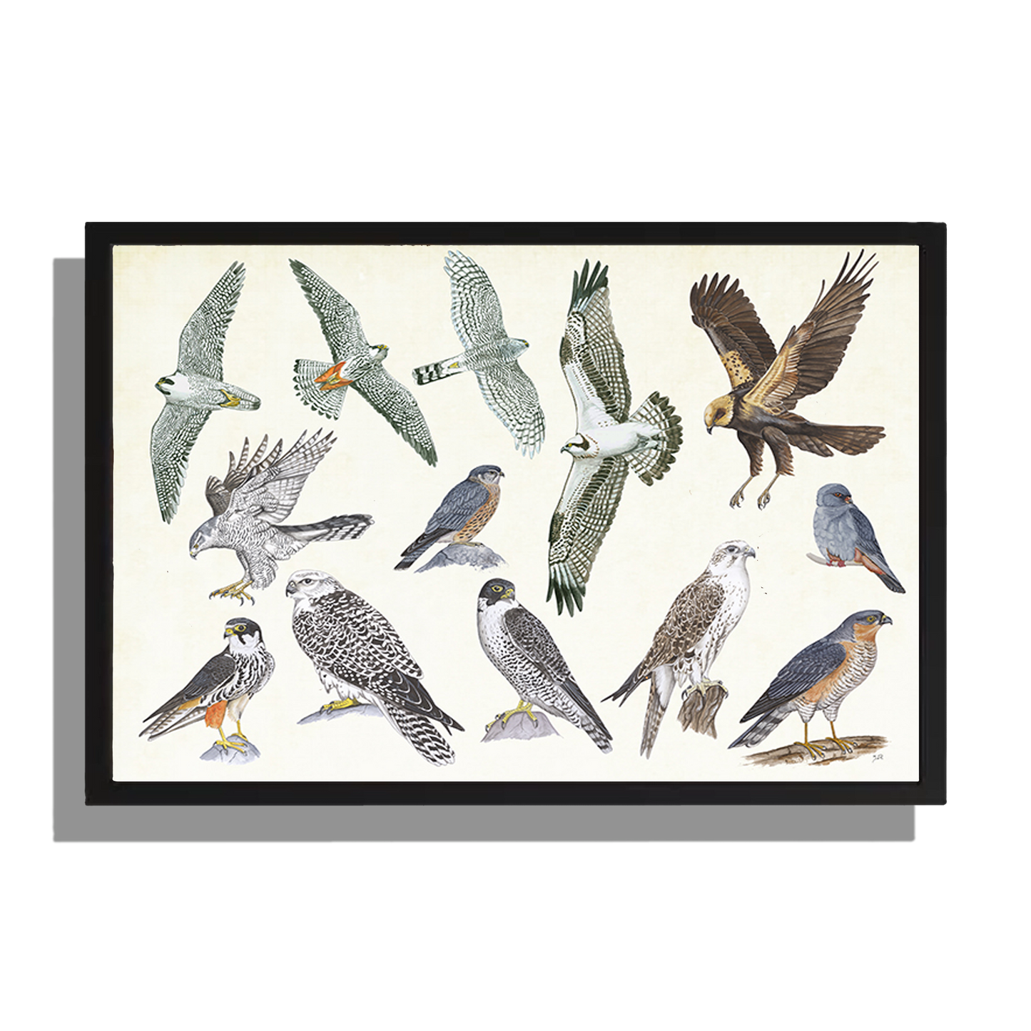 Ingelijst "Roofvogels"
