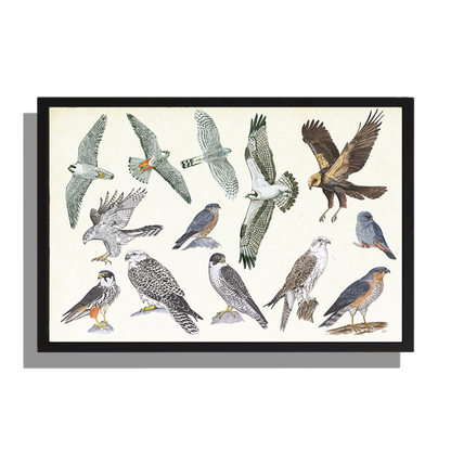 Ingelijst "Roofvogels"