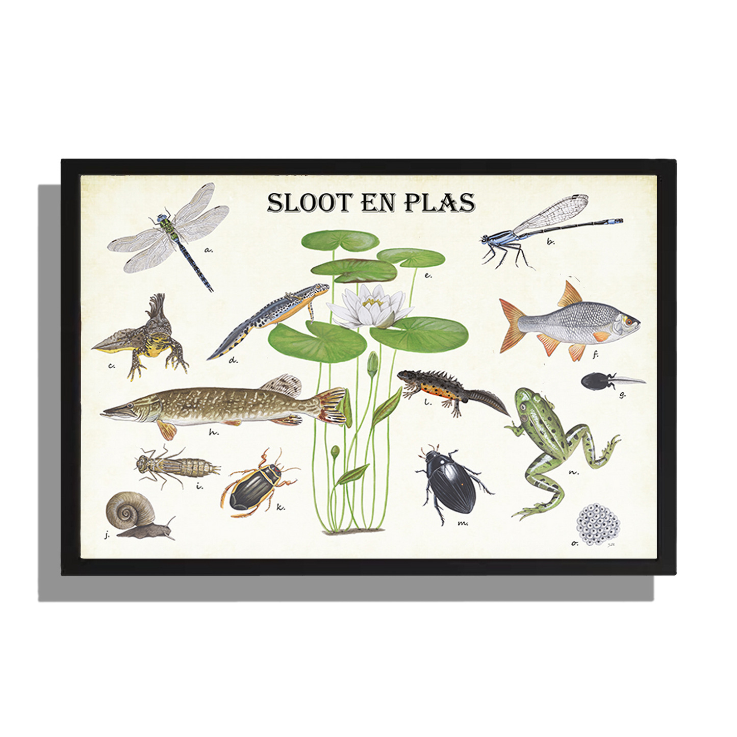 Ingelijst "Sloot en plas"