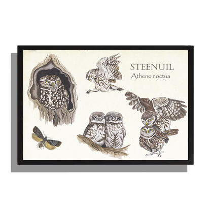 Wanddecoratie "Steenuilen, het leven van"