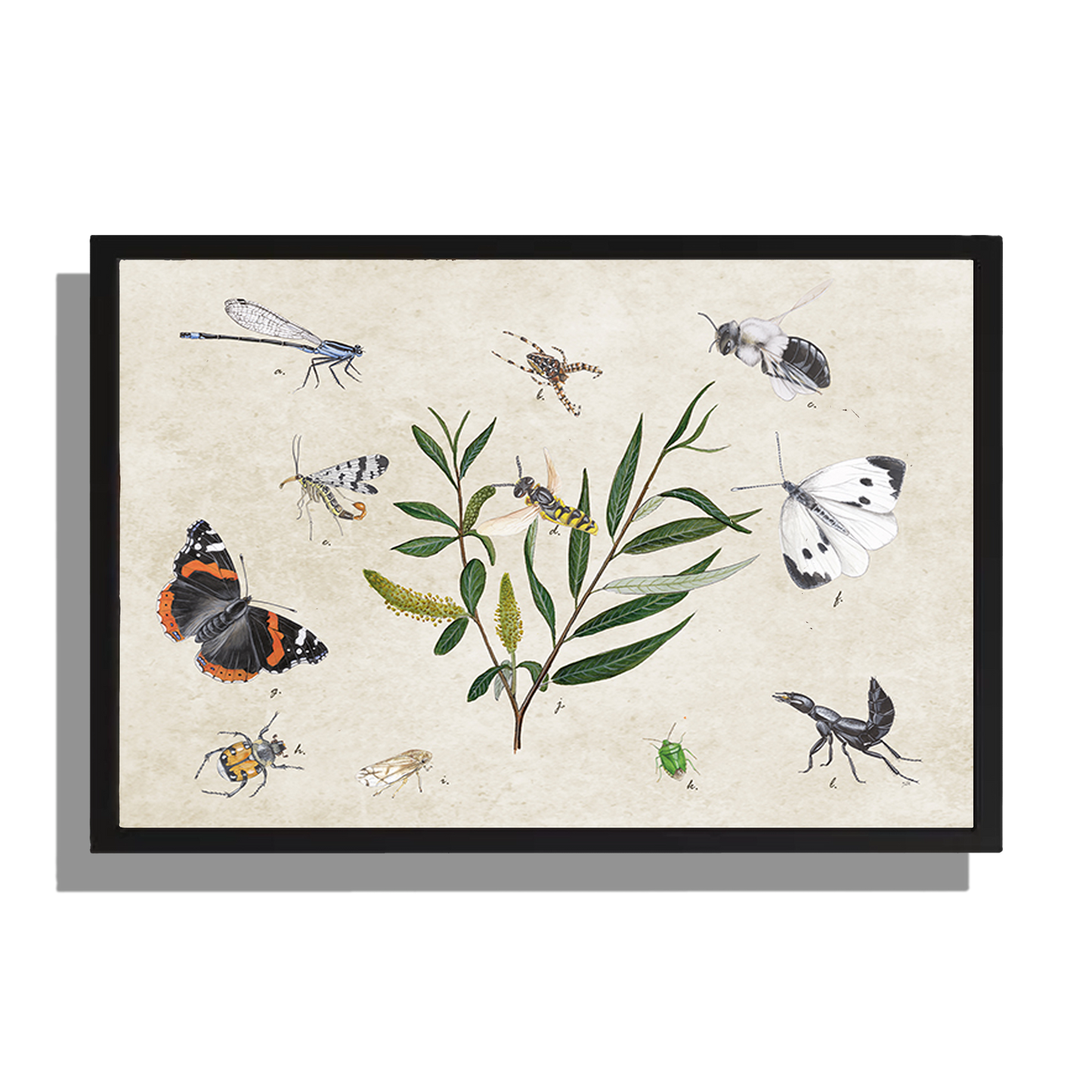 Ingelijst "Schietwilg en haar insecten"