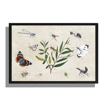Ingelijst "Schietwilg en haar insecten"