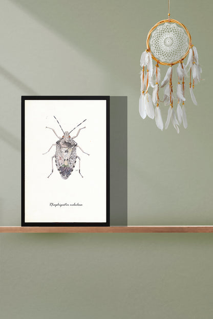 Ingelijst "Grauwe schildwants"