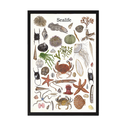 Ingelijst "Sealife 2"