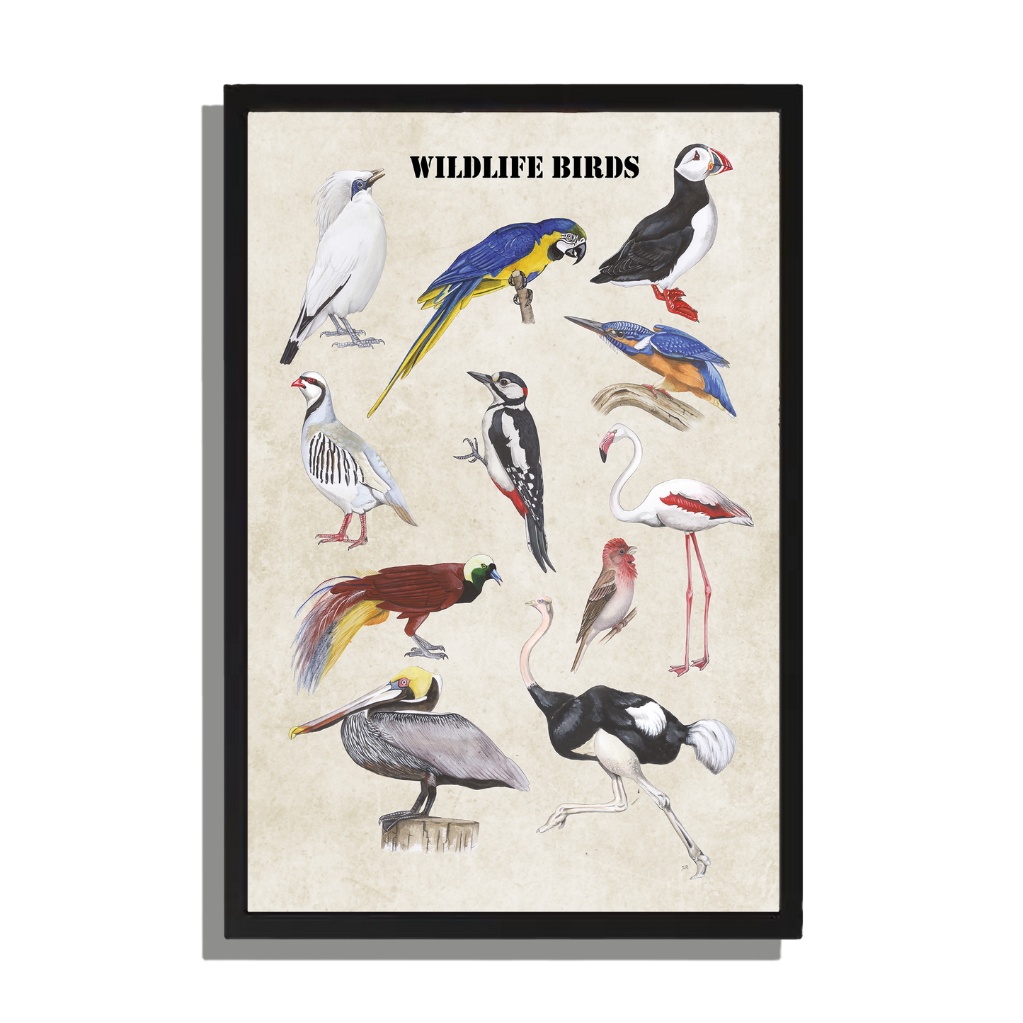 Ingelijst "Wildlife Birds"