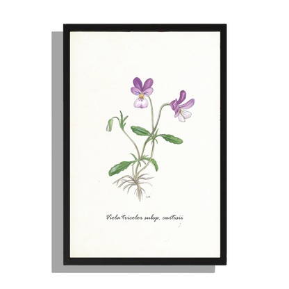 Wanddecoratie "Duinviool"