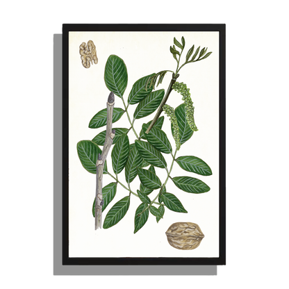 Wanddecoratie "Gewone walnoot, het leven van"