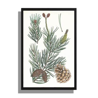 Wanddecoratie "Grove den, het leven van"