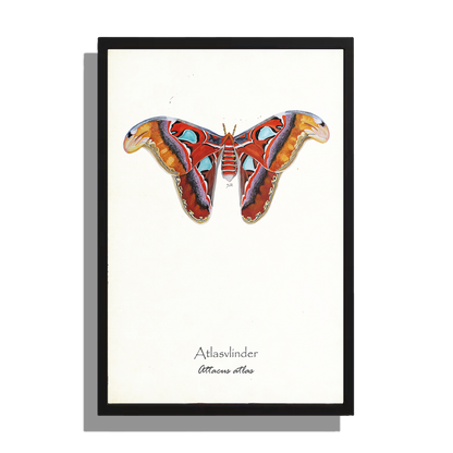 Wanddecoratie "Atlasvlinder"