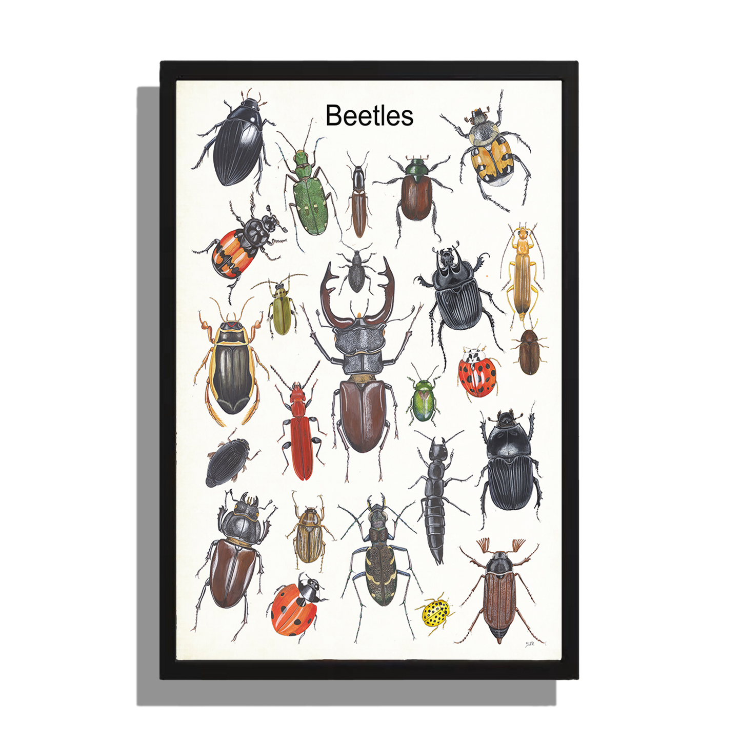 Ingelijst "Beetles"