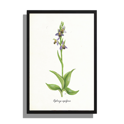 Ingelijst "Bijenorchis"