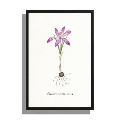 Ingelijst "Boerenkrokus"