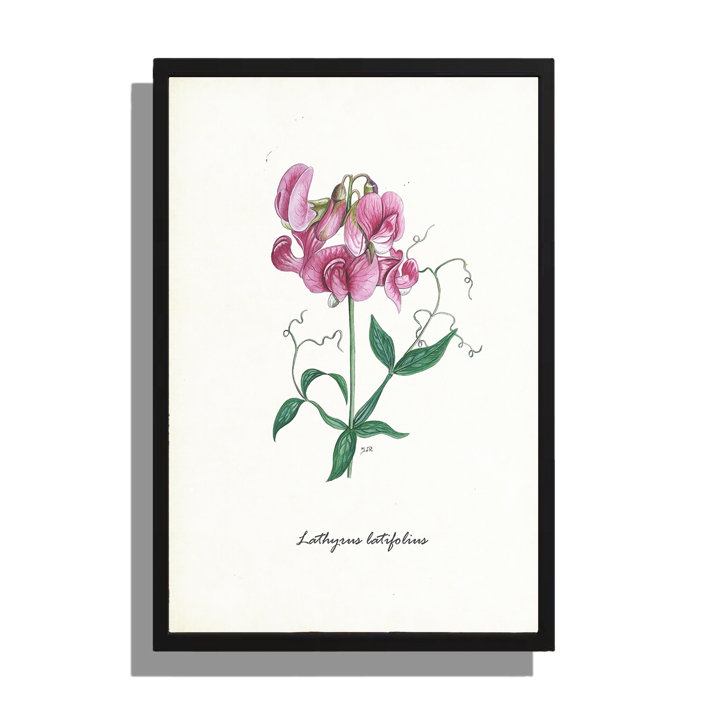 Ingelijst "Brede lathyrus"