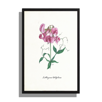 Ingelijst "Brede lathyrus"