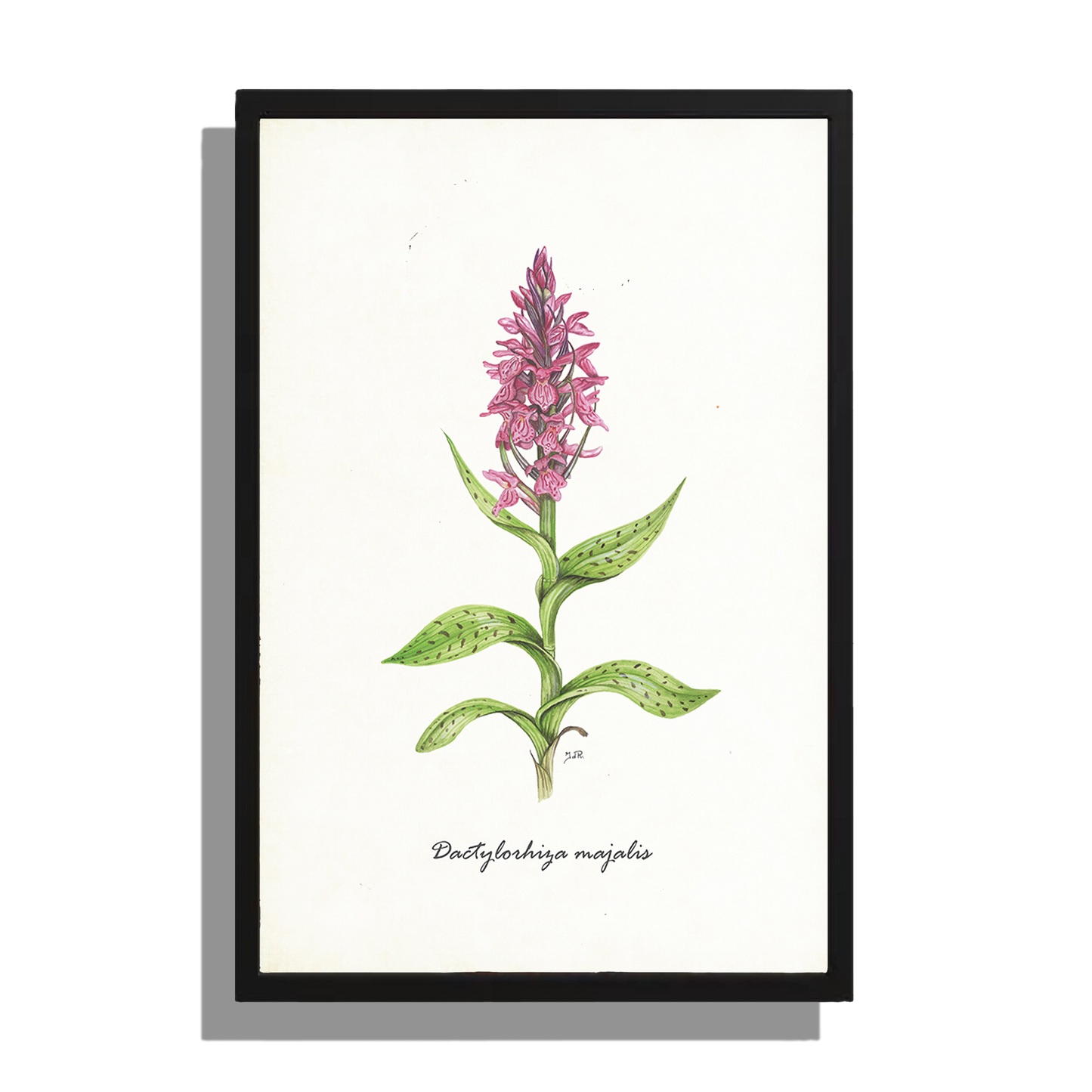 Ingelijst "Brede orchis"