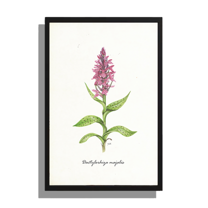 Ingelijst "Brede orchis"