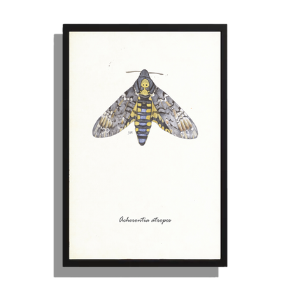 Wanddecoratie "Doodshoofdvlinder"