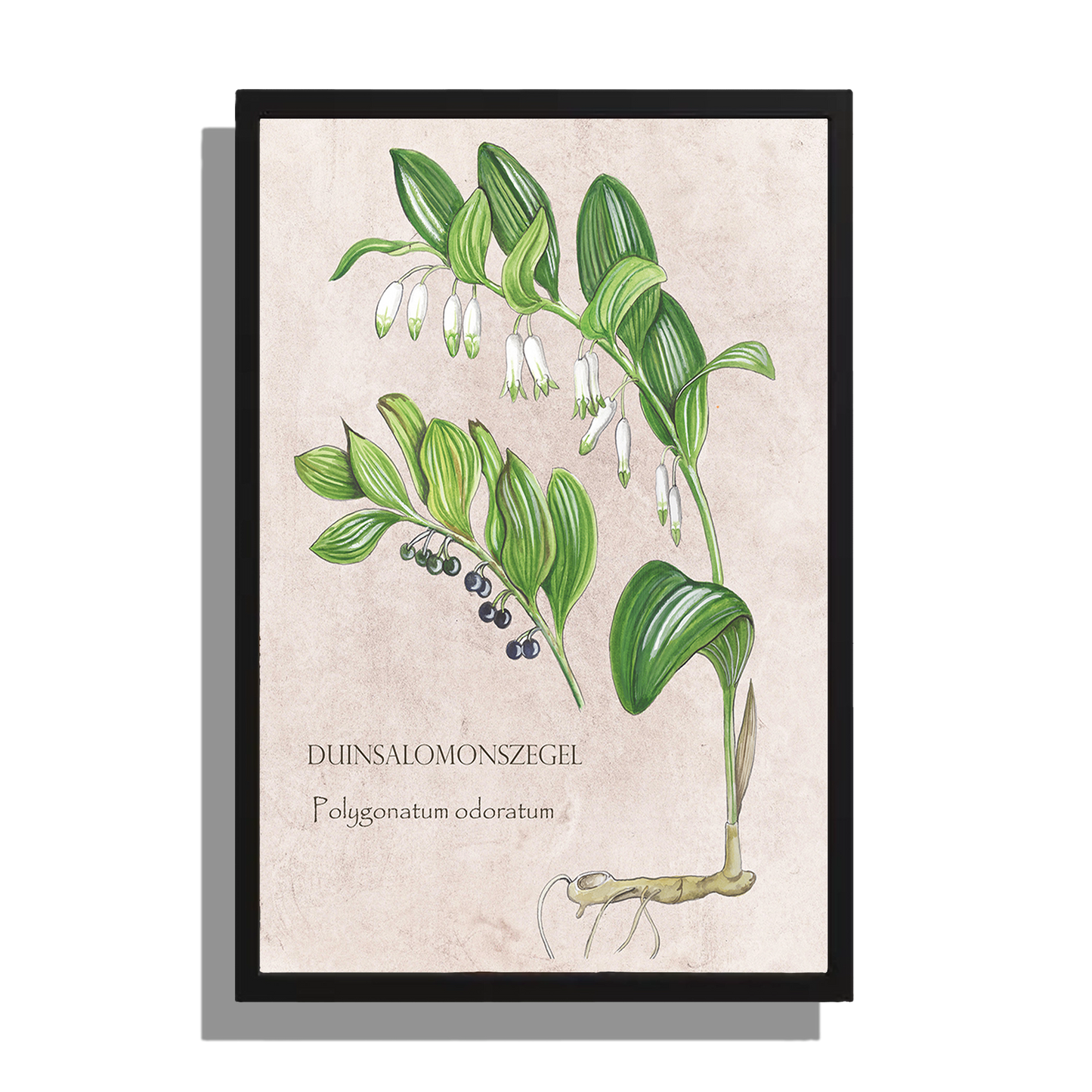 Ingelijst "Duinsalomonszegel"