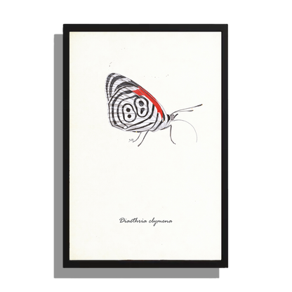 Ingelijst "Eighty-eight butterfly"