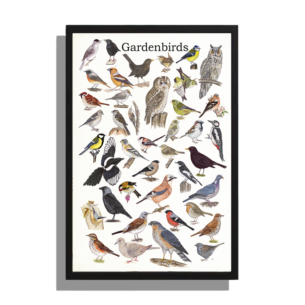 Ingelijst "Gardenbirds"