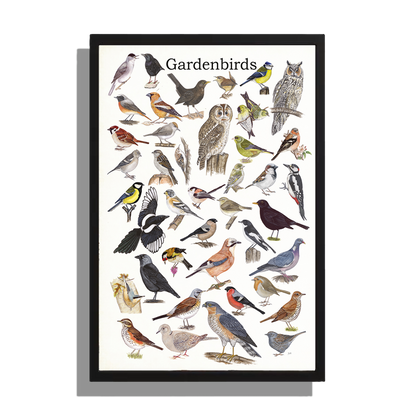 Ingelijst "Gardenbirds"