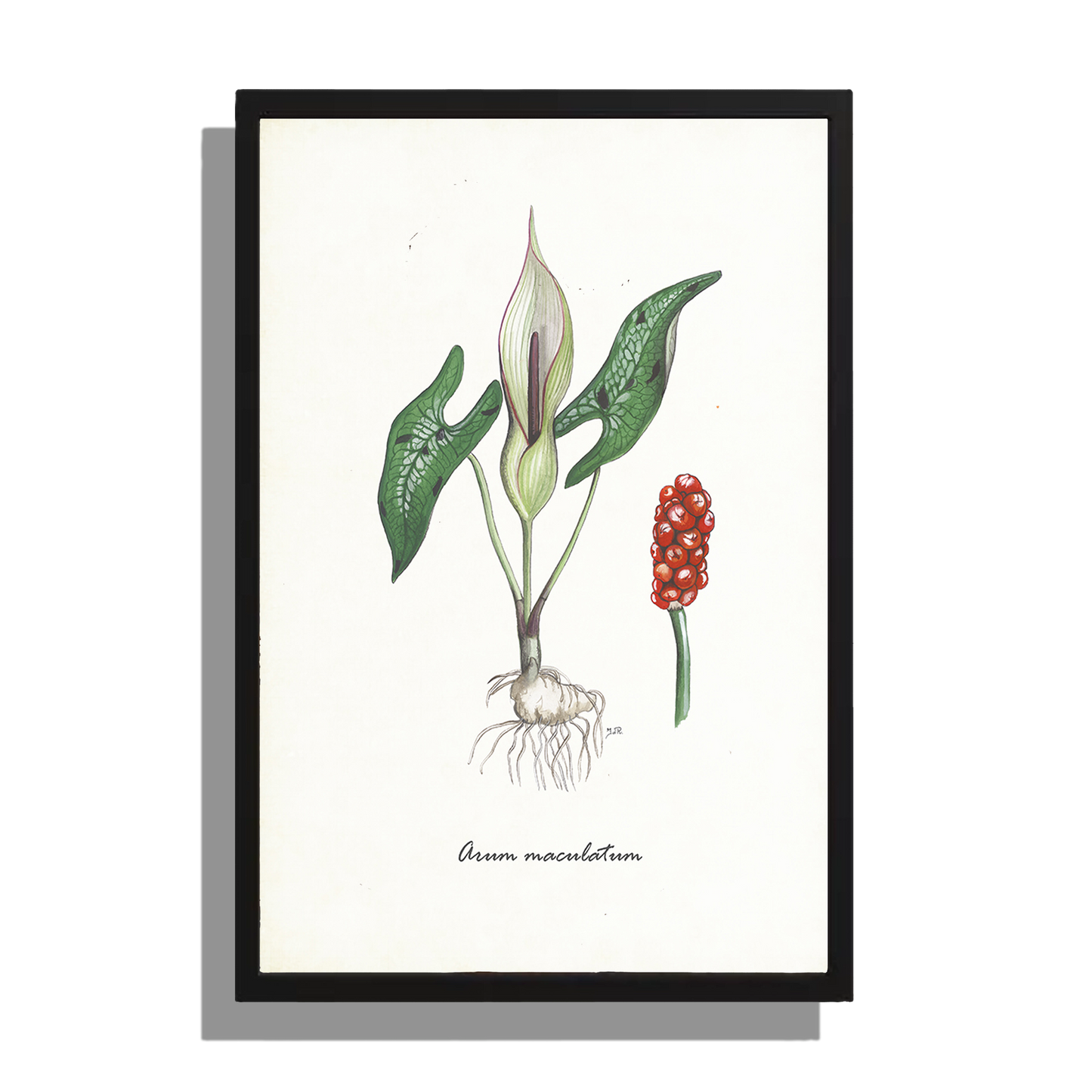 Wanddecoratie "Gevlekte aronskelk"