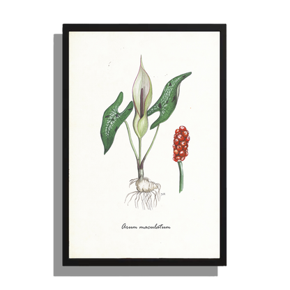 Wanddecoratie "Gevlekte aronskelk"