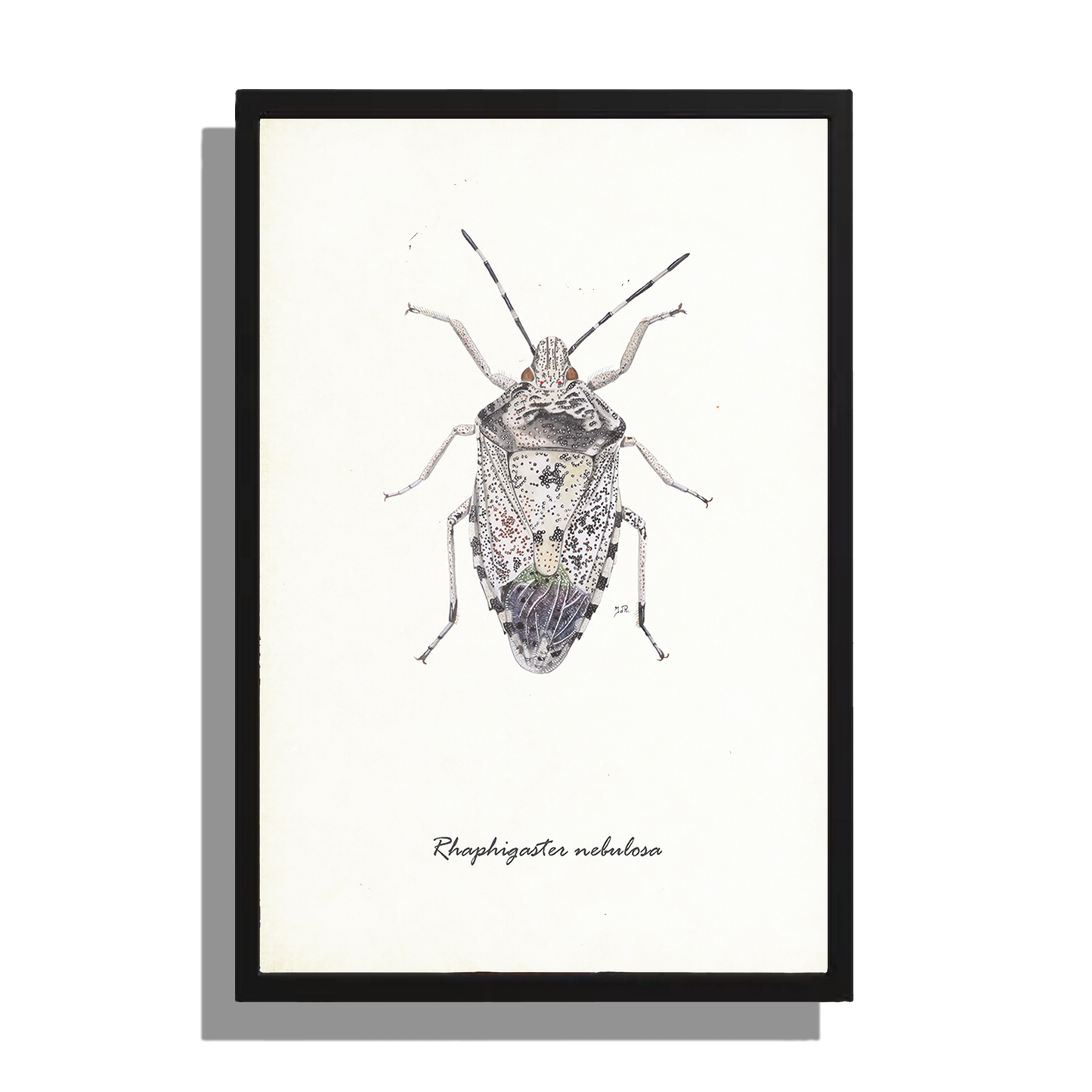 Wanddecoratie "Grauwe schildwants"