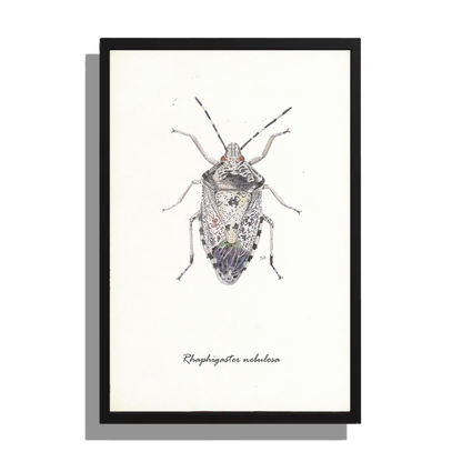 Wanddecoratie "Grauwe schildwants"
