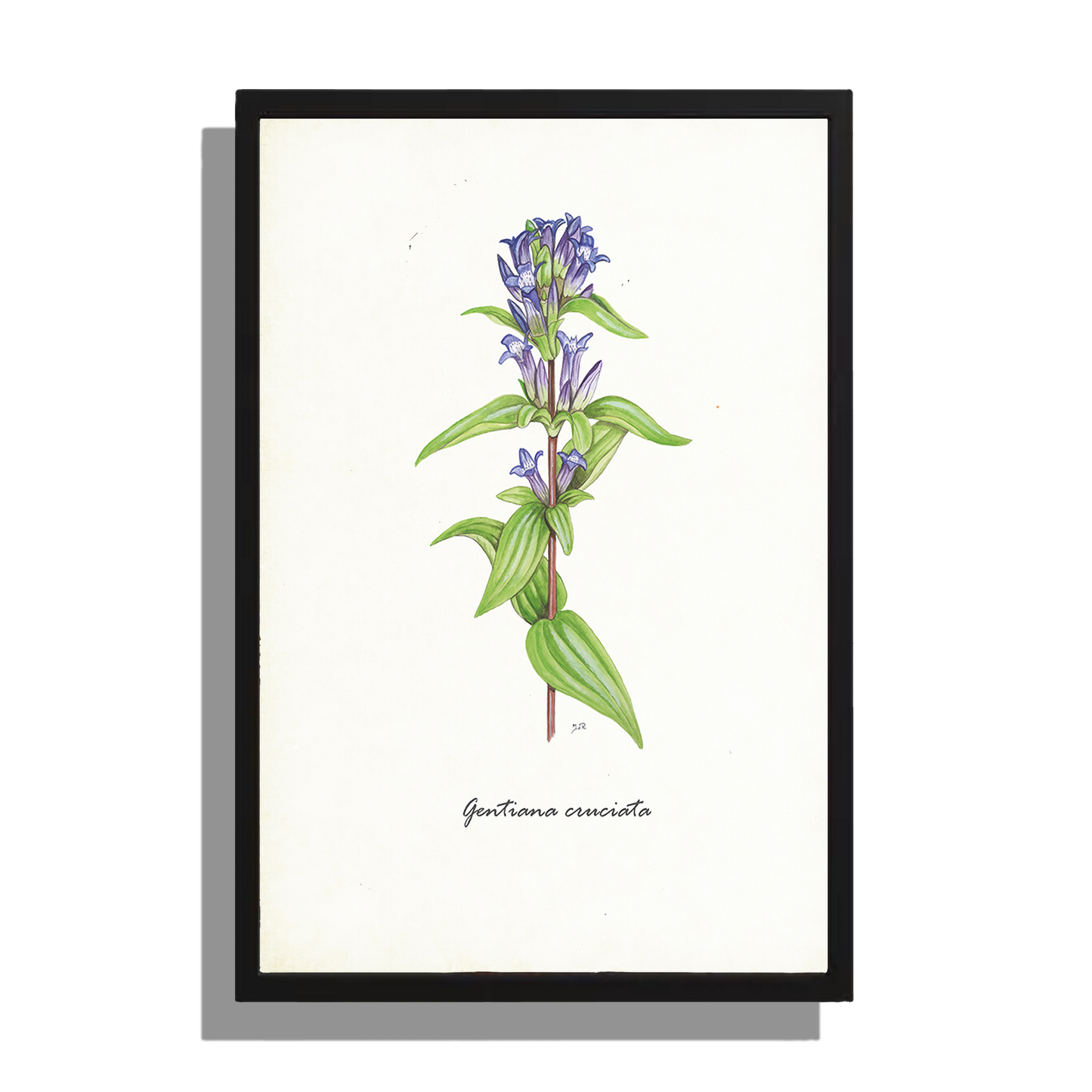 Wanddecoratie "Kruisbladgentiaan"