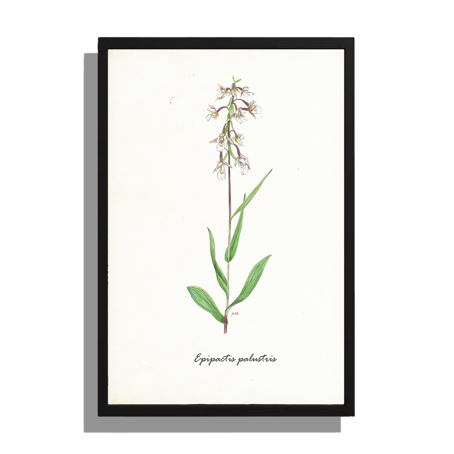 Ingelijst "Moeraswespenorchis"