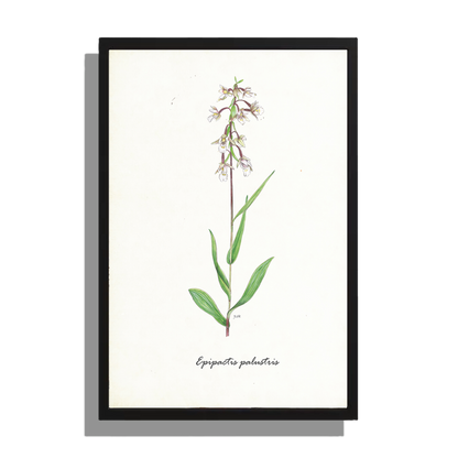Ingelijst "Moeraswespenorchis"
