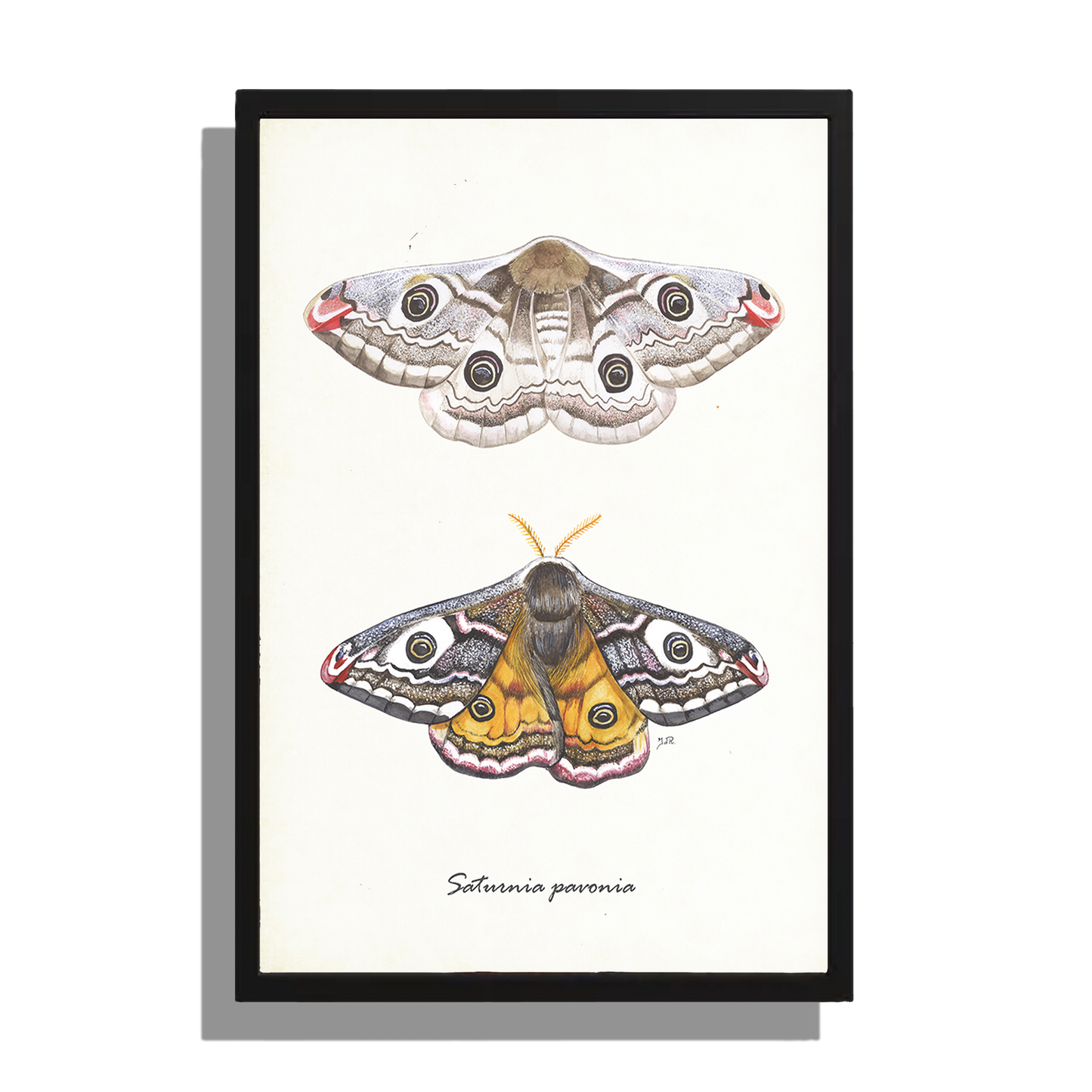 Wanddecoratie "Nachtpauwogen"