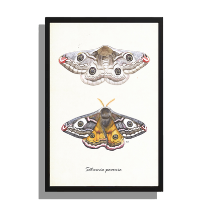 Wanddecoratie "Nachtpauwogen"