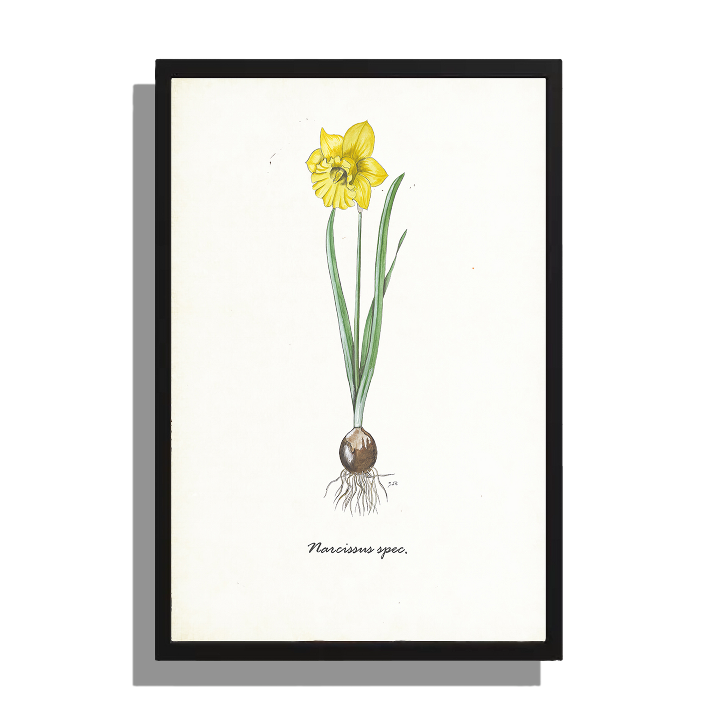 Ingelijst "Narcis"