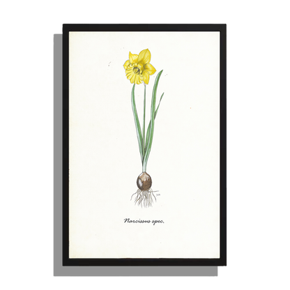 Ingelijst "Narcis"