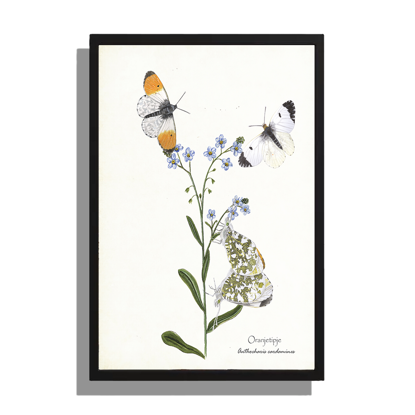 Wanddecoratie "Oranjetipje"